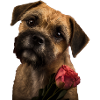 Border Terrier Valentine's Day