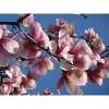 Pink magnolia branches in spring
