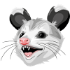 Opossum head