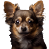 Cute Chihuahua - Idée cadeau pour