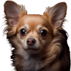 Cute Chihuahua - Idée cadeau pour