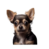 Cute Chihuahua - Idée cadeau pour