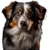 Süßer Australian Shepherd Geschenk für