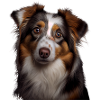 Süßer Australian Shepherd Geschenk für