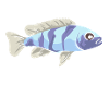 Obsessive Cichlid Disorder