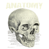 Anatomie