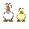 conflit de canards