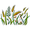 Meadow