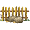 Hedgehogs