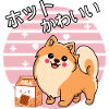 Hot and kawaii Pomeranian