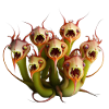 Zombie herbivores