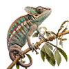 Chameleon Power