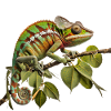 Chameleon glamour