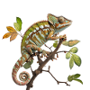Follow the chameleon