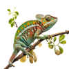 The chameleon look
