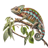 Le look caméléon