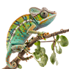 Follow the chameleon