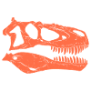 Daspletosaurus fossil skull