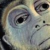 Ape