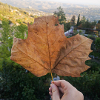 Feuille automne