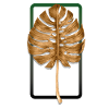 Monstera