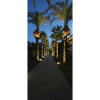 Palm trees