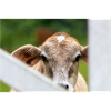 petit veau au doux regard