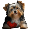 Biewer Yorkshire Terrier
