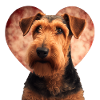 Airedale Terrier Saint-Valentin