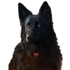 Black Shepherd Saint-Valentin