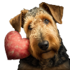 Airedale Terrier Saint-Valentin