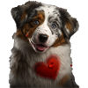 Australian Shepherd Valentine's Day