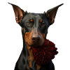 Doberman Saint-Valentin