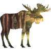 Moose