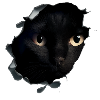 Kitten sees you