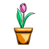 Tulips Flower Tulips