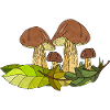 Fungi