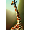 Comic Cartoon Drawing Giraffe Giraffa