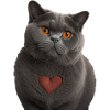 British Shorthair Valentine's Day