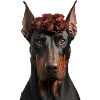 Doberman Saint-Valentin