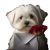 Saint-Valentin maltais - Chien maltais