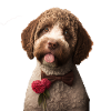 Lagotto Romagnolo Valentine's Day