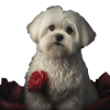 Saint-Valentin maltais