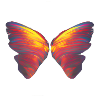 Schmetterling Flügel bunt