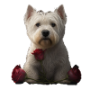 Westie Valentine's Day