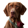 Magyar Vizsla Saint-Valentin