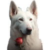 White Shepherd Valentine's Day