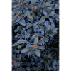 Blumen