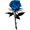 Blue Rose - Fleurs