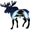 Moose at night